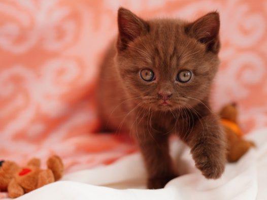 宠物小萌猫图片