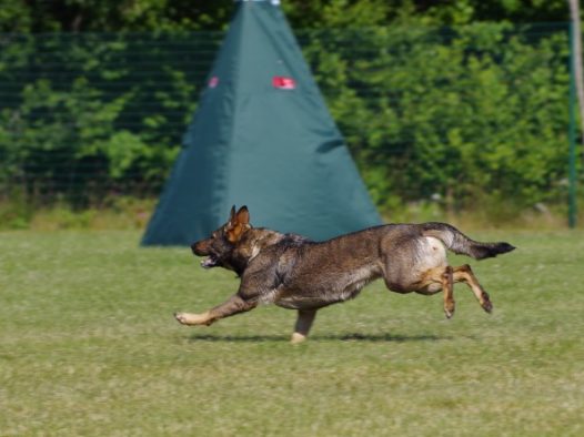 勇猛德国牧羊犬图片