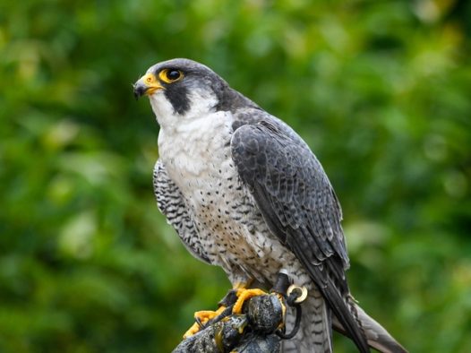 停在树干上的野生苍鹰图片