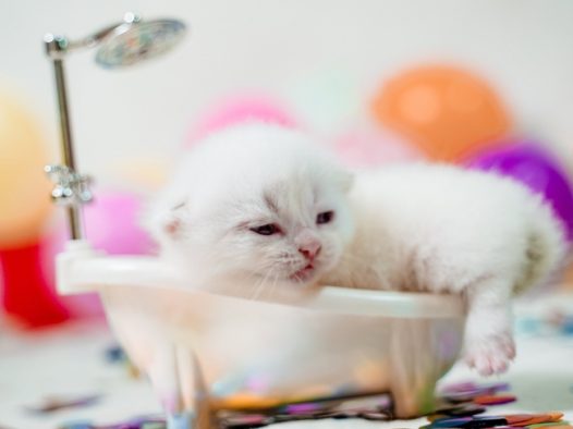 可爱萌宠苏格兰折耳猫图片