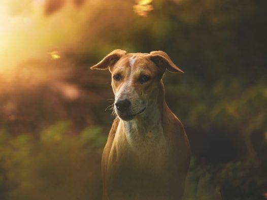 罗得西亚猎犬图片