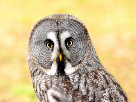 拉普兰猫头鹰图片