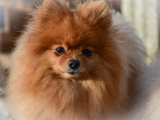 可爱棕色博美犬图片