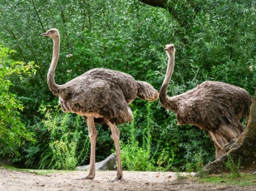 两只野生美洲鸵鸟图片