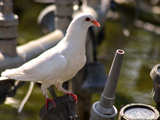 白鸽子摄影图片