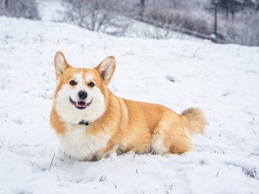 威尔士柯基犬雪地撒欢摄影图片