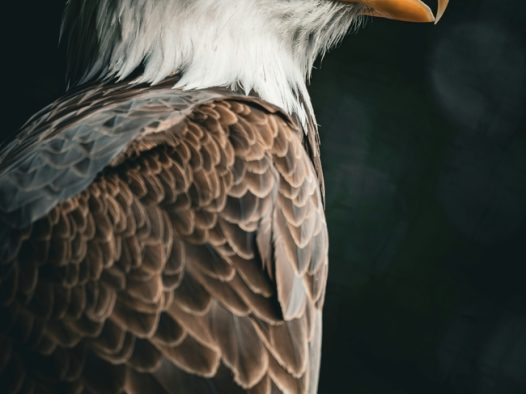 野生白头鹰摄影图片