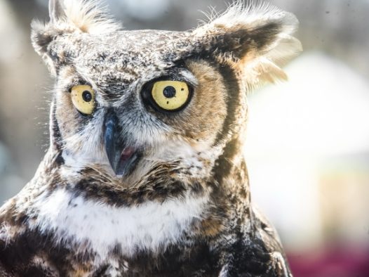 猫头鹰高清图片