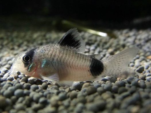 饲养熊猫鼠可在水族箱中铺满小石子,犹如原始栖息地一般。熊猫鼠适合水草和沉木的水族箱,属于底层鱼。建议铺上细的暗色底砂以保护他们的触须。
