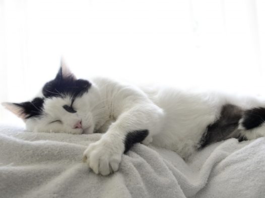 睡觉奶牛花猫图片