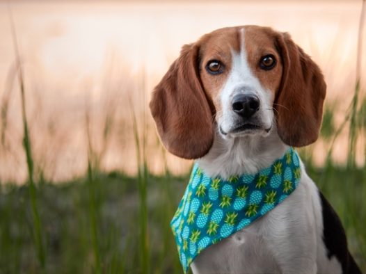 日暮黄昏比格犬写真摄影图片