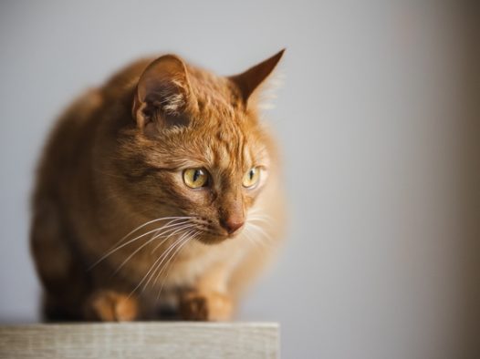正在发呆的可爱小花猫图片