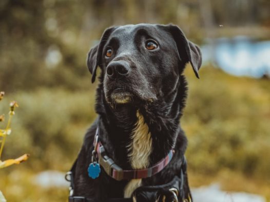 可爱黑色田园犬图片