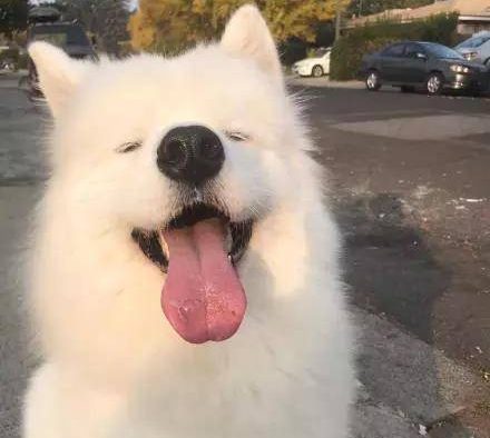 最近萨摩耶被网友“评选”为最糟糕的看门狗，至于为啥…因为家里真进贼的话，按萨摩耶这性格，可能也就笑呵呵对着人家叫两声,而养了这货的铲屎官都表示这是真的，毕竟这货除了笑也不会干别的了…