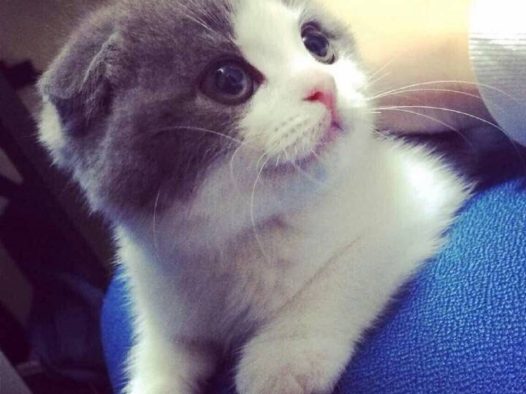 可爱的小猫