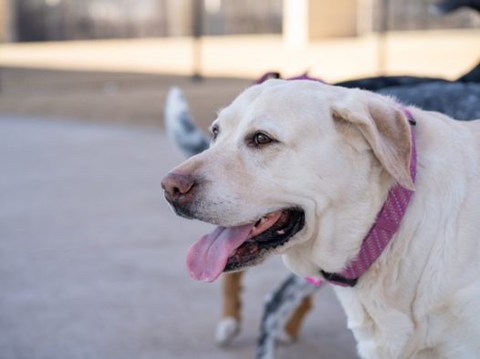 白色拉布拉多猎犬摄影图片