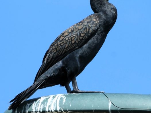 站在高处的黑色大鸬鹚图片