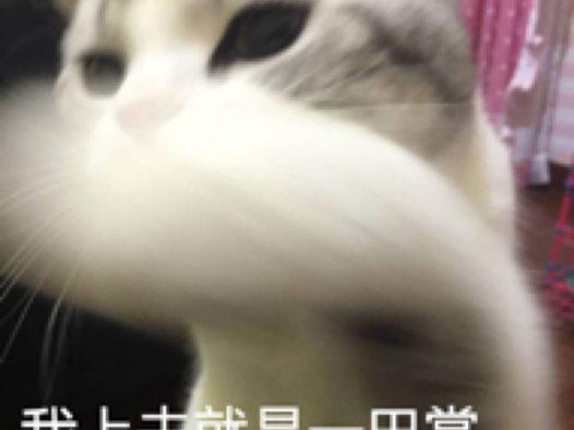 猫猫表情包
