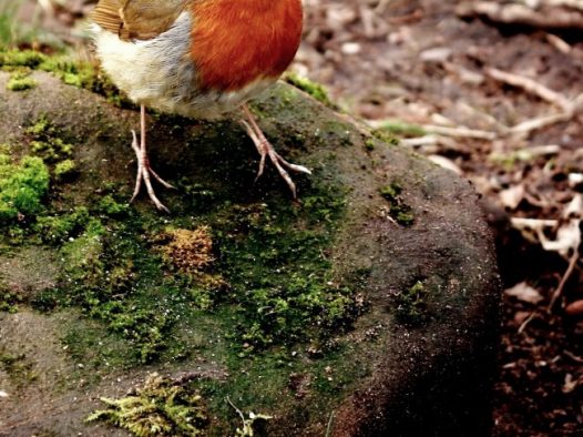 野生知更鸟图片