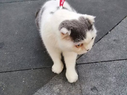 这肥猫不知吃了多少老鼠居然那么肥?