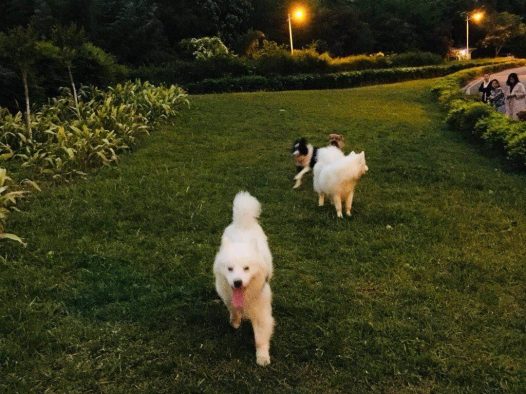 一下班就是萨摩耶犬活动时间