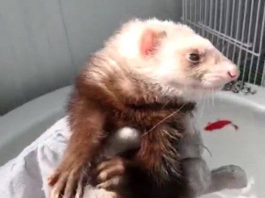 小可爱们都到了!有喜欢的吗?