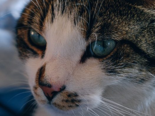 猫咪脸部特写图片