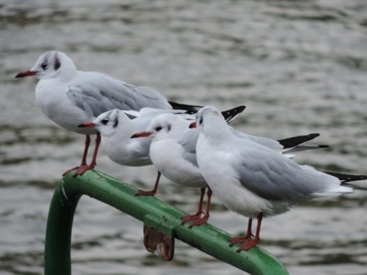 一群海鸥休憩图片