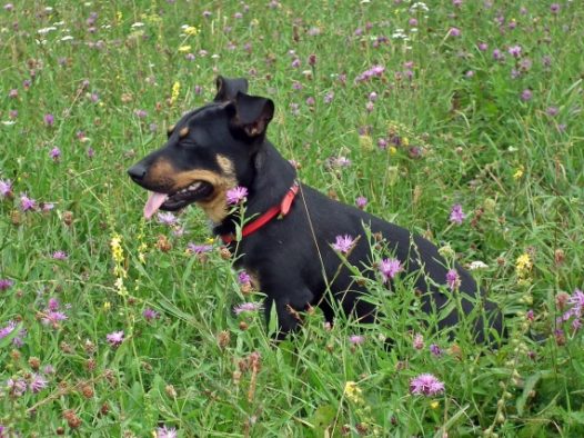 可爱狗狗写真图片