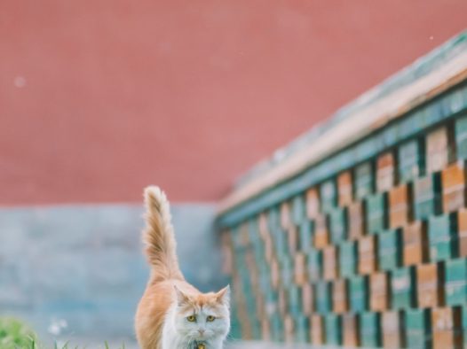 墙檐边上行走的小猫图片