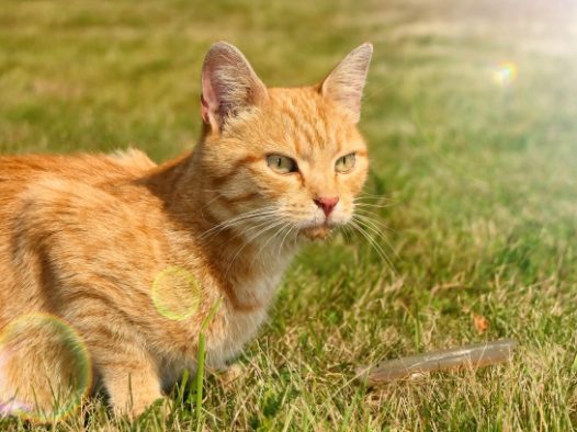 草地上呆萌小猫图片