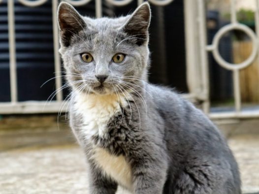 家养灰色小猫图片