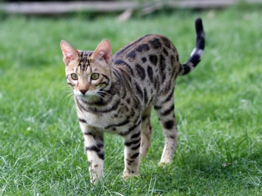 呆萌小花猫图片