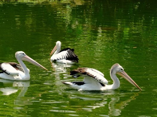 池塘大嘴鹈鹕浮水图片
