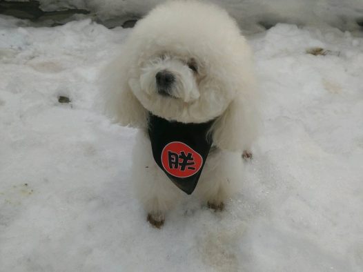 啦啦过完年就7周岁了，却是在今年第一次见识这么大的雪，嬉闹，玩耍，扮酷，耍帅，都会变成啦啦所怀念的事情。