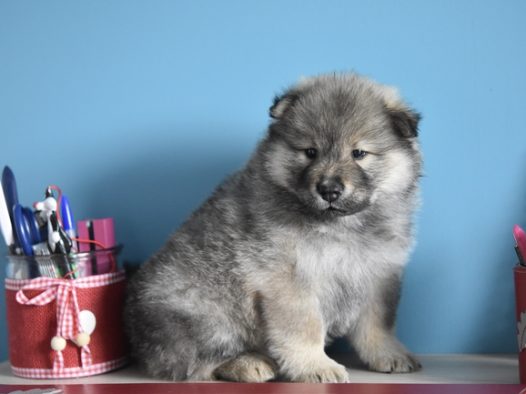 荷兰毛狮犬图片