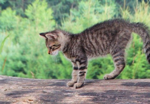 户外家养小猫咪图片
