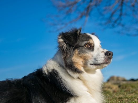 纯种澳洲牧羊犬图片