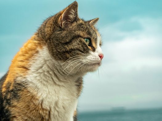 可爱猫星人壁纸图片