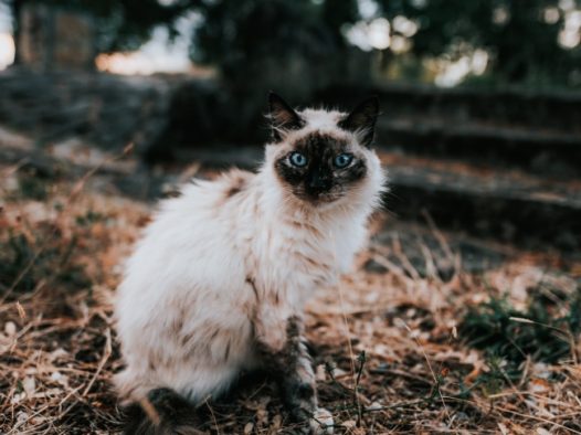 黑白伯曼猫图片