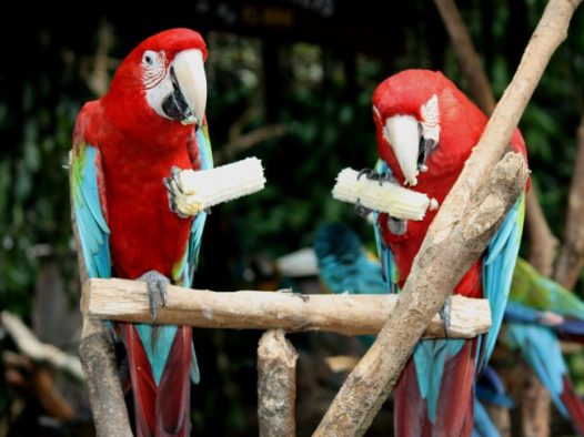 吃玉米的鹦鹉图片