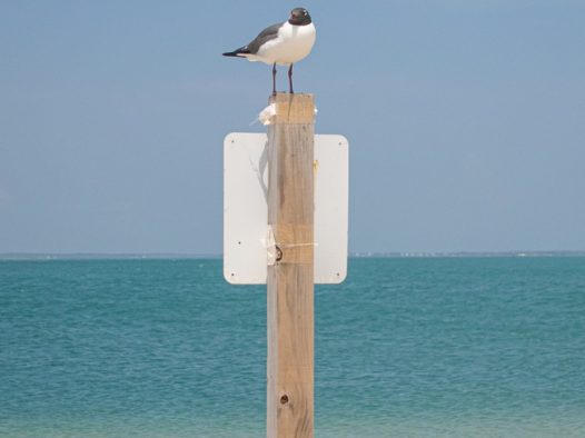 夏日蓝色海边木桩海鸥图片
