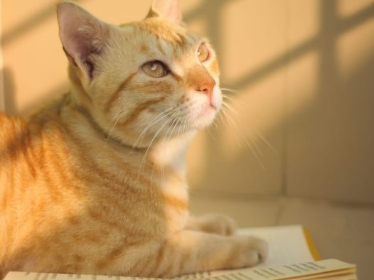 趴在树上晒太阳的小花猫图片