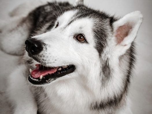 大型猎犬阿拉斯加雪橇犬图片