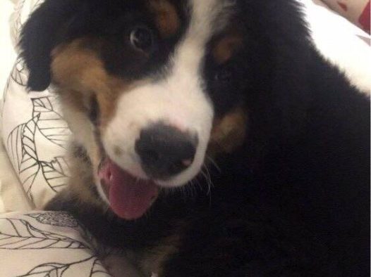伯恩山犬大山寄养生活之萌宠篇[拥抱]