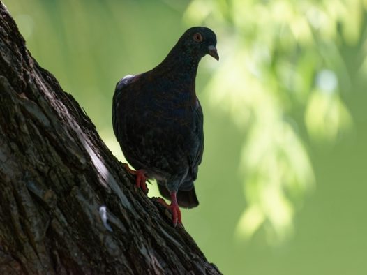 站在树干上到处观望的鸽子图片
