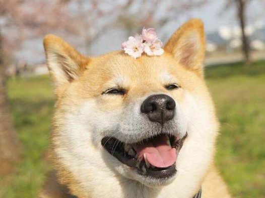 柴犬与樱花