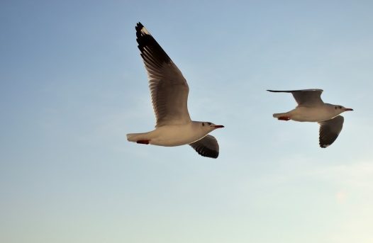 天空飞行海鸥图片