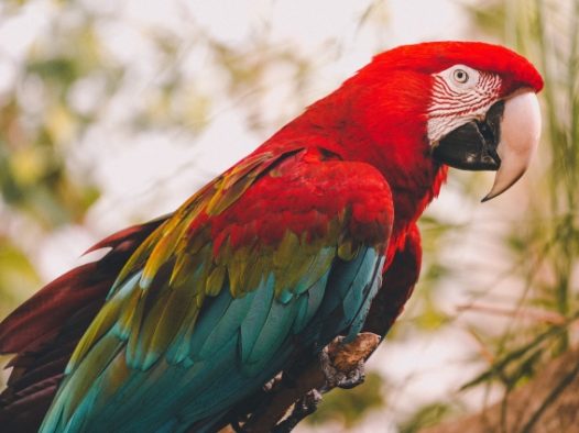 红绿金刚鹦鹉图片