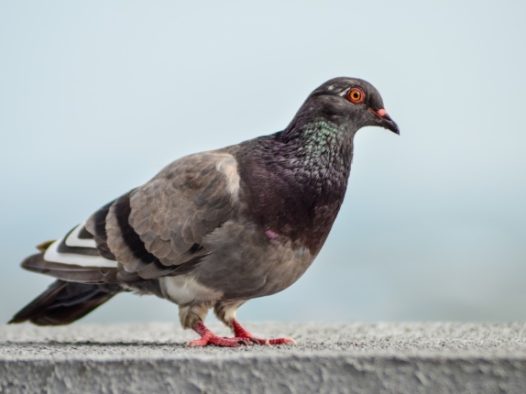 灰鸽子素材图片